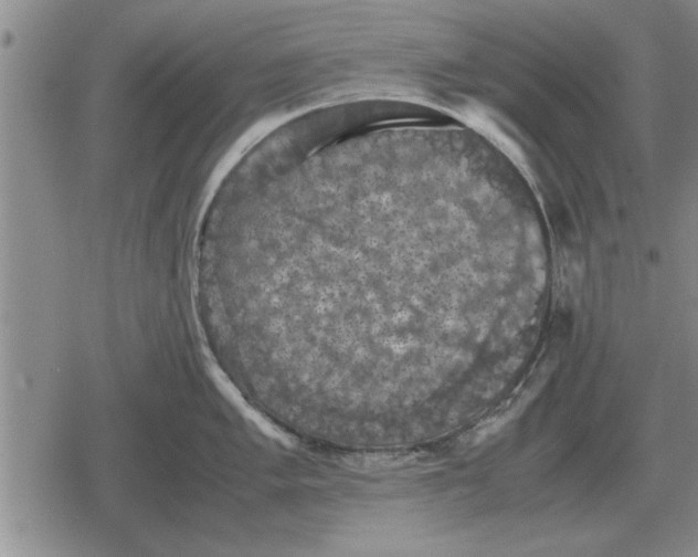 X0000079281005200612081748