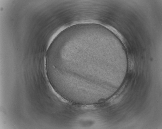 X0000079281006200612081748