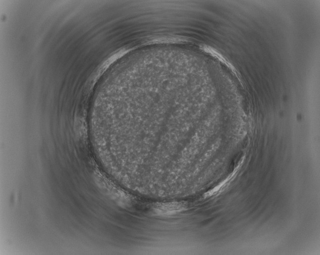 X0000079281025200612081748