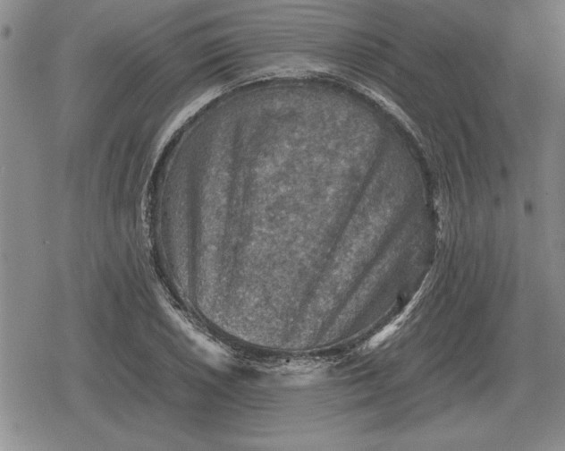 X0000079281026200612081748