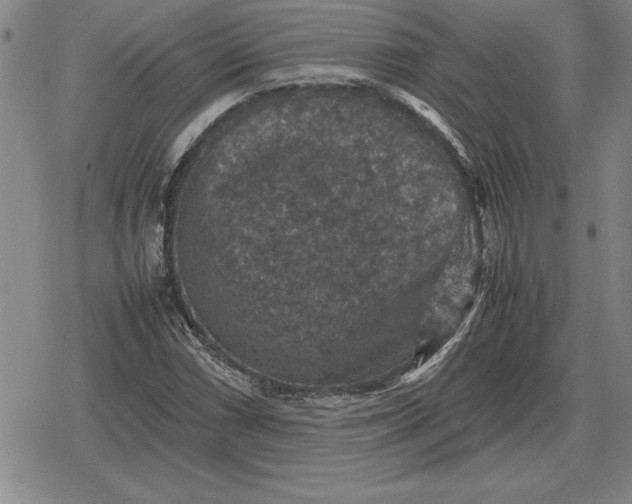 X0000079281066200612081747