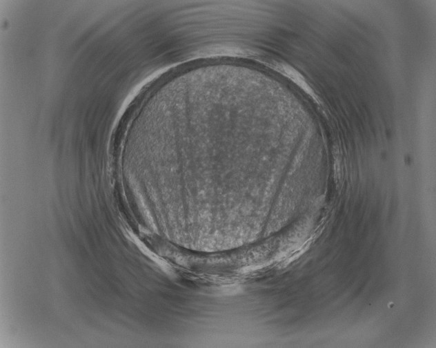 X0000079281116200612081746