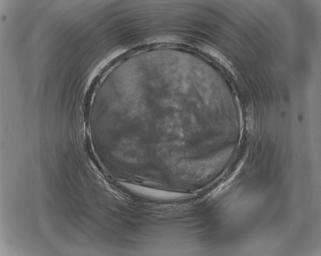 X0000079281117200612081746