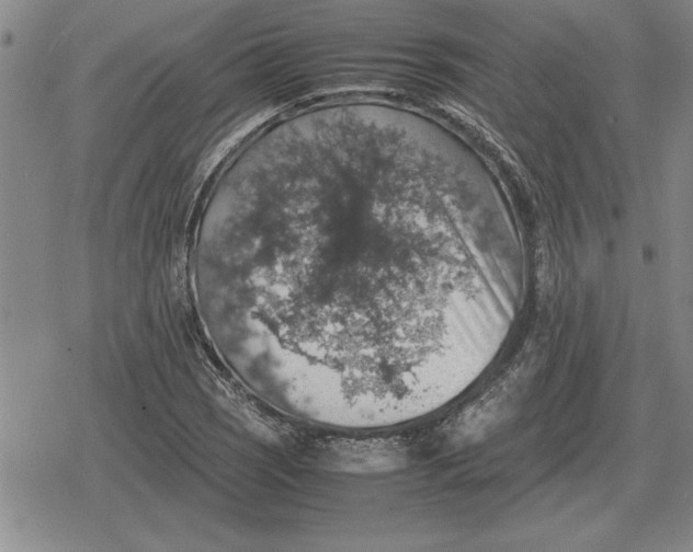 X0000079281121200612081746