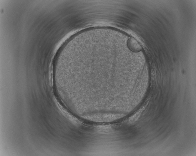 X0000079281126200612081746