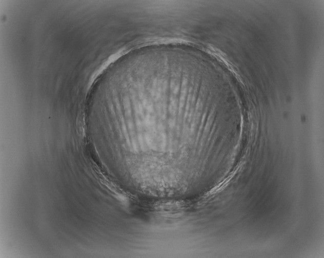 X0000079281165200612081746