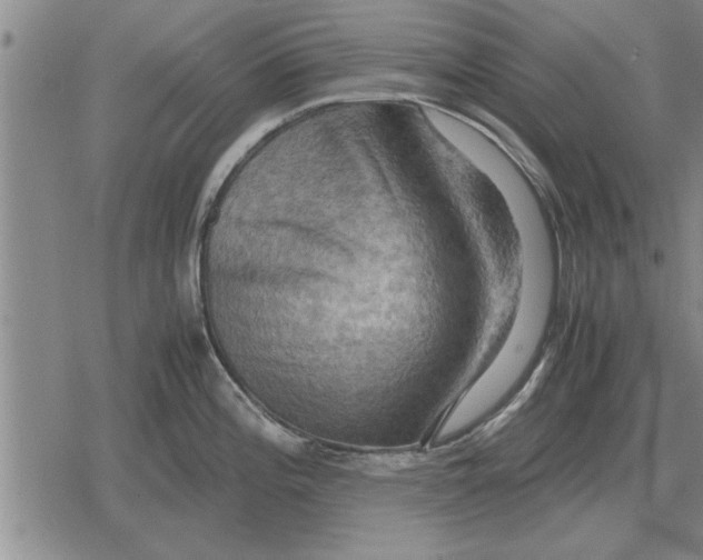 X0000079281196200612081745