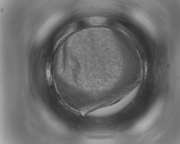 X0000079281198200612081745