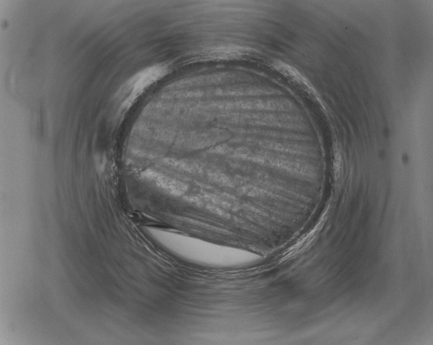 X0000079281210200612081744