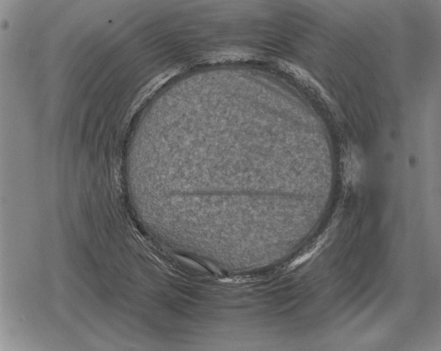 X0000079281217200612081745