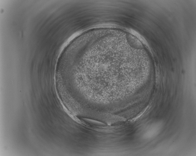 X0000079281237200612081745