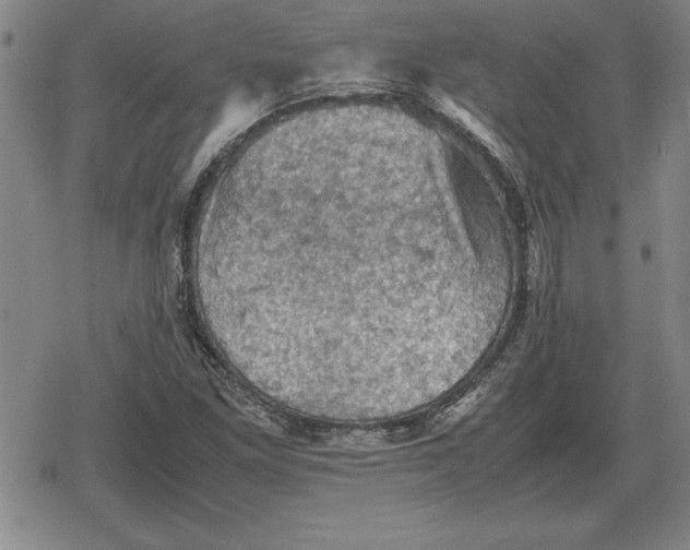 X0000079281261200612081744