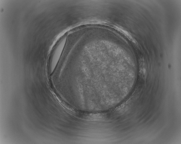 X0000079281264200612081744