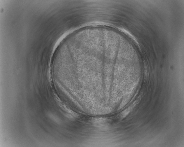 X0000079281278200612081744