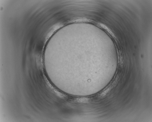 X0000079281282200612081744