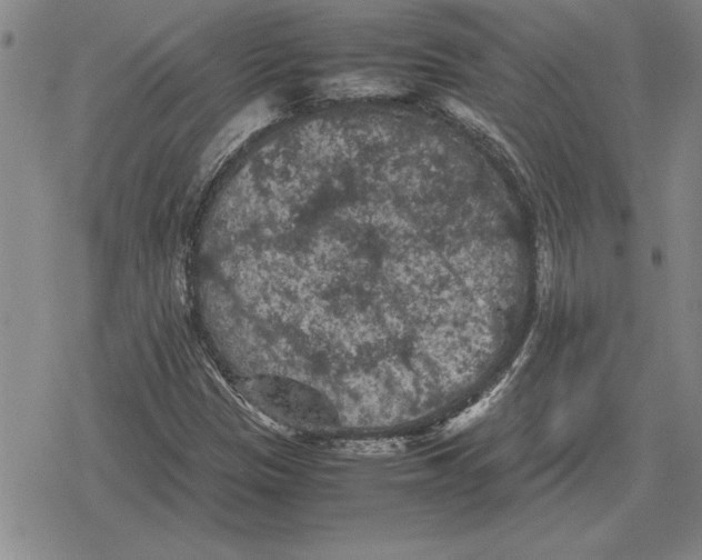 X0000079281305200612081743