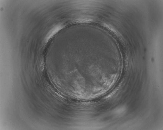 X0000079281306200612081743