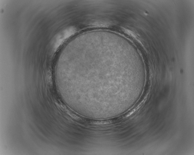 X0000079281307200612081743