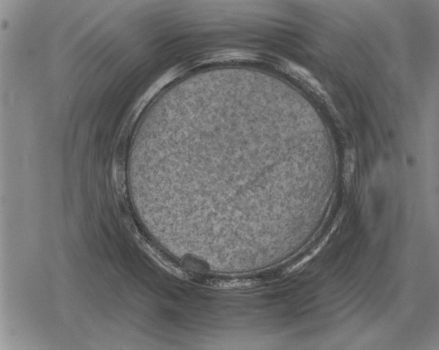 X0000079281321200612081743