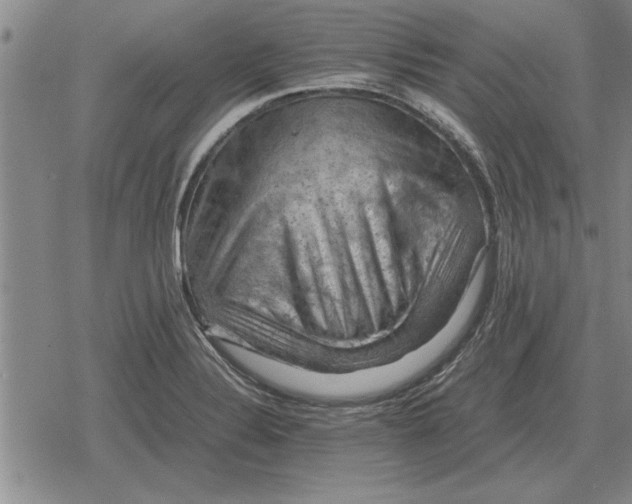 X0000079281324200612081743