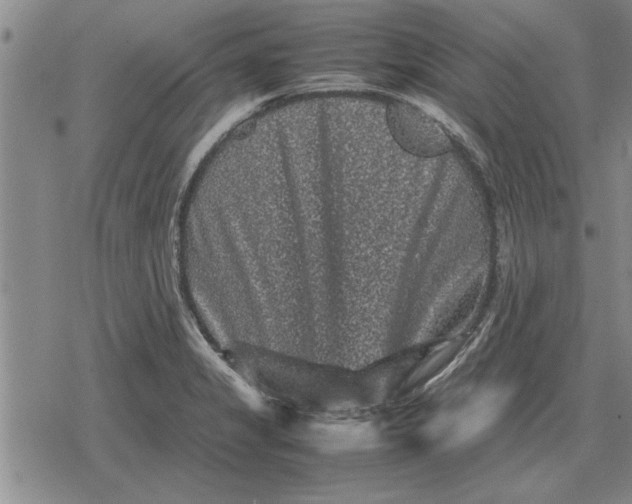 X0000079281325200612081743