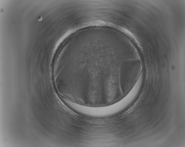 X0000079281326200612081743