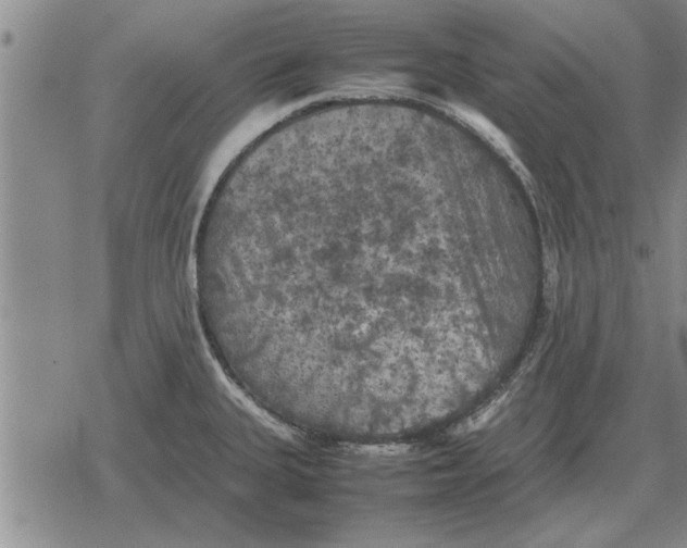 X0000079281335200612081743