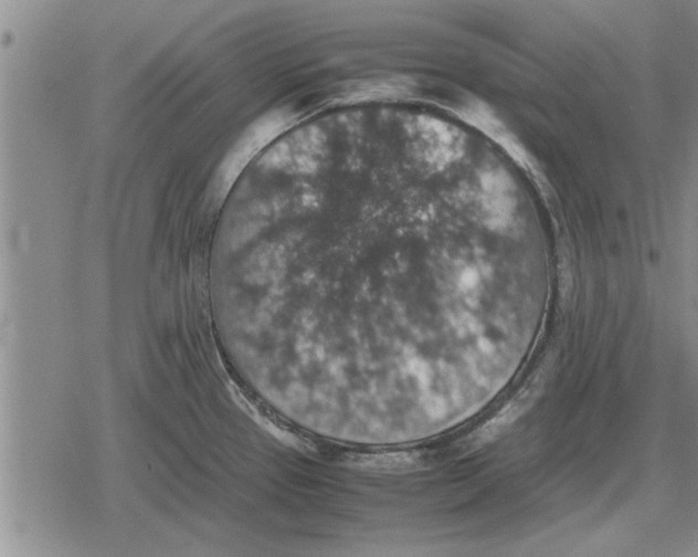 X0000079281337200612081743