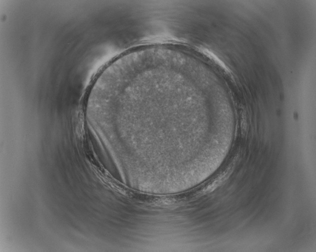 X0000079281358200612081743