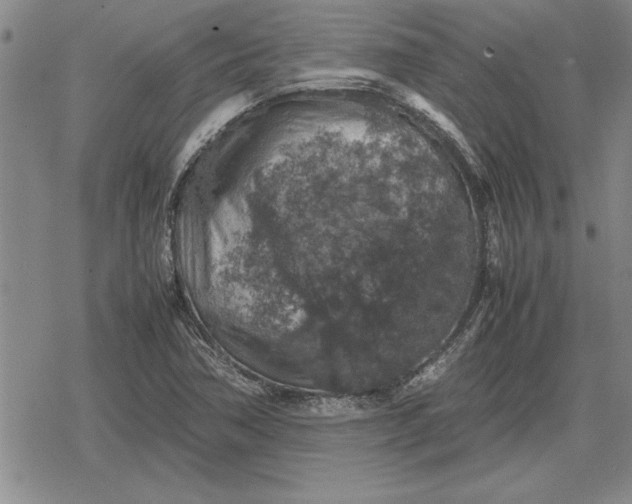 X0000079281362200612081742