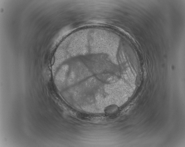 X0000079281363200612081742