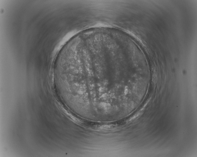 X0000079281367200612081742