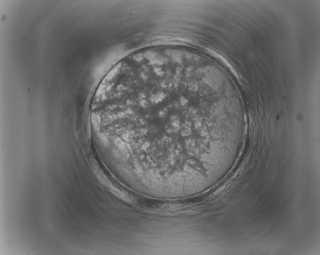 X0000079281371200612081742