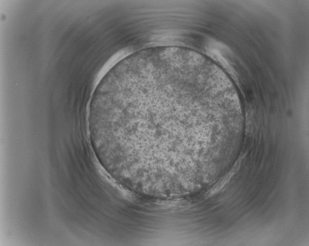 X0000079281386200612081742