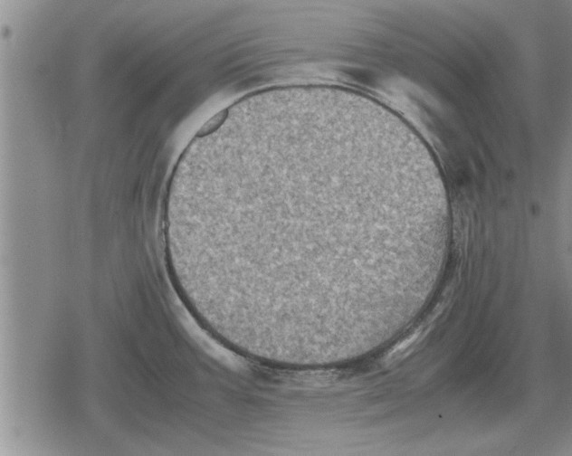 X0000079281387200612081742