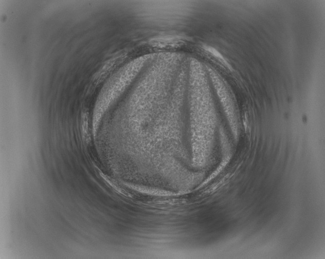 X0000079281396200612081741