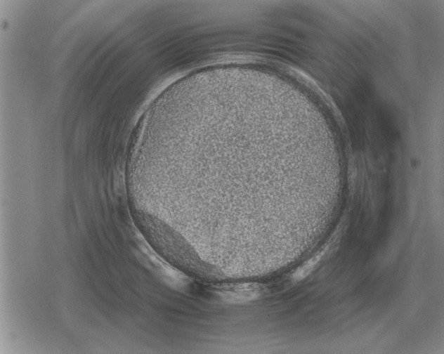 X0000079281417200612081742