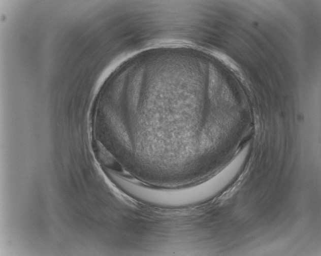 X0000079281430200612081742