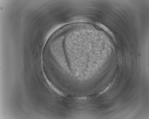 X0000079281431200612081742