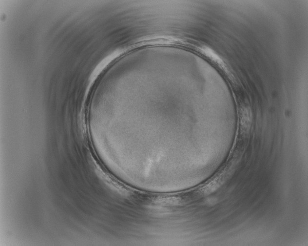 X0000079281466200612081741