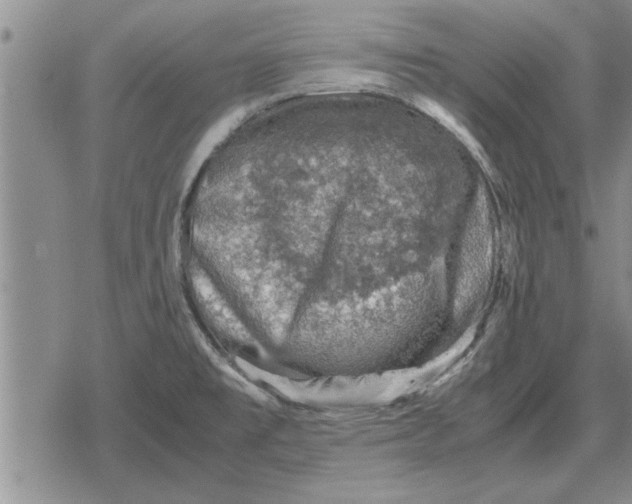 X0000079281477200612081741