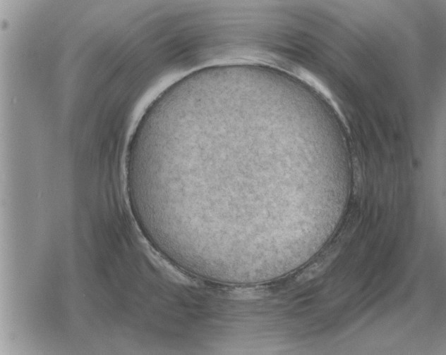 X0000079281480200612081741