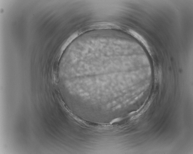 X0000079281481200612081741