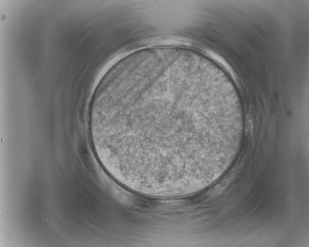 X0000079281483200612081740