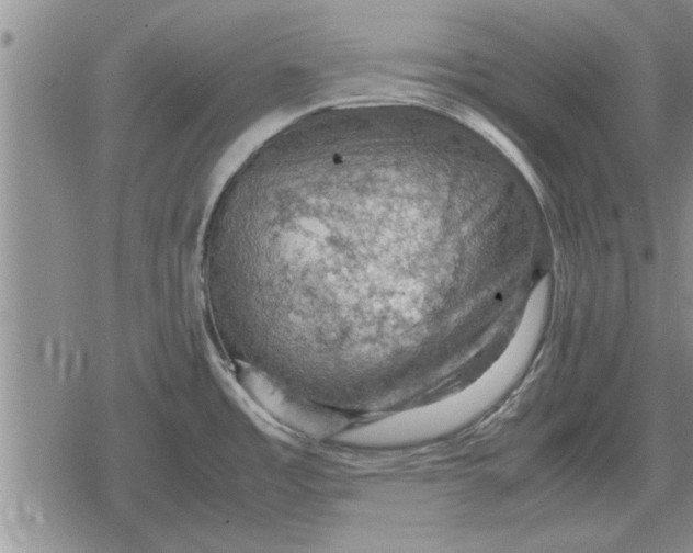 X0000079281485200612081740