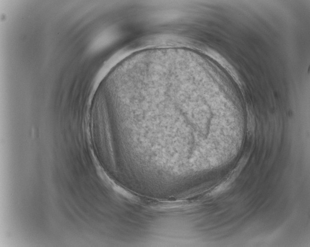 X0000079281486200612081740