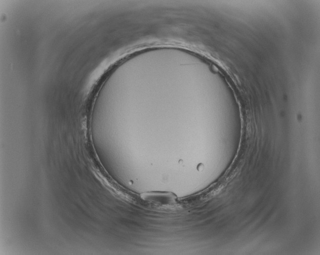 X0000079281503200612081740