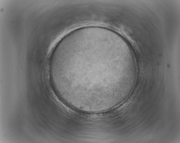 X0000079281504200612081740