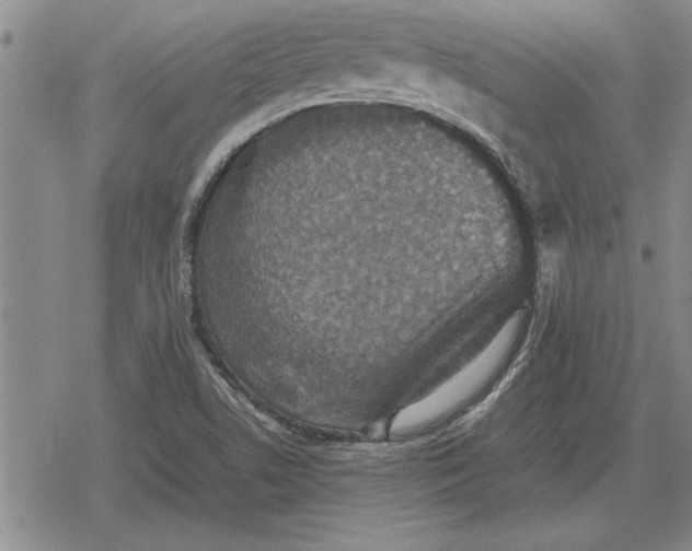 X0000079281506200612081740