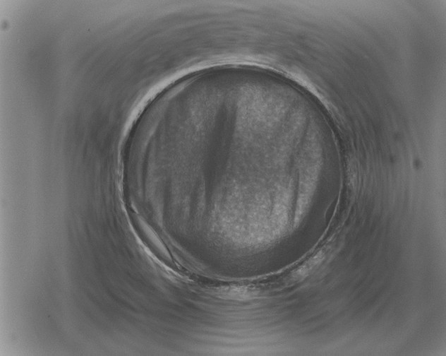 X0000079281508200612081740